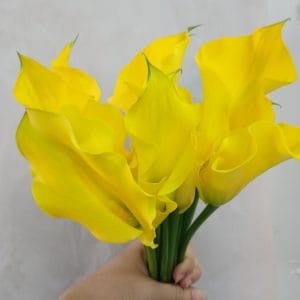 Calla Lily