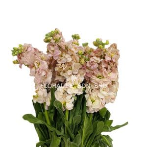 Matthiola