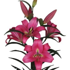 Lily