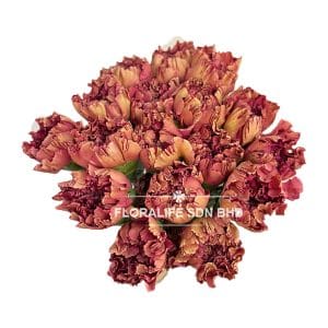 Carnation