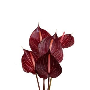 Anthurium