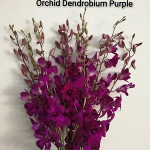 Orchid